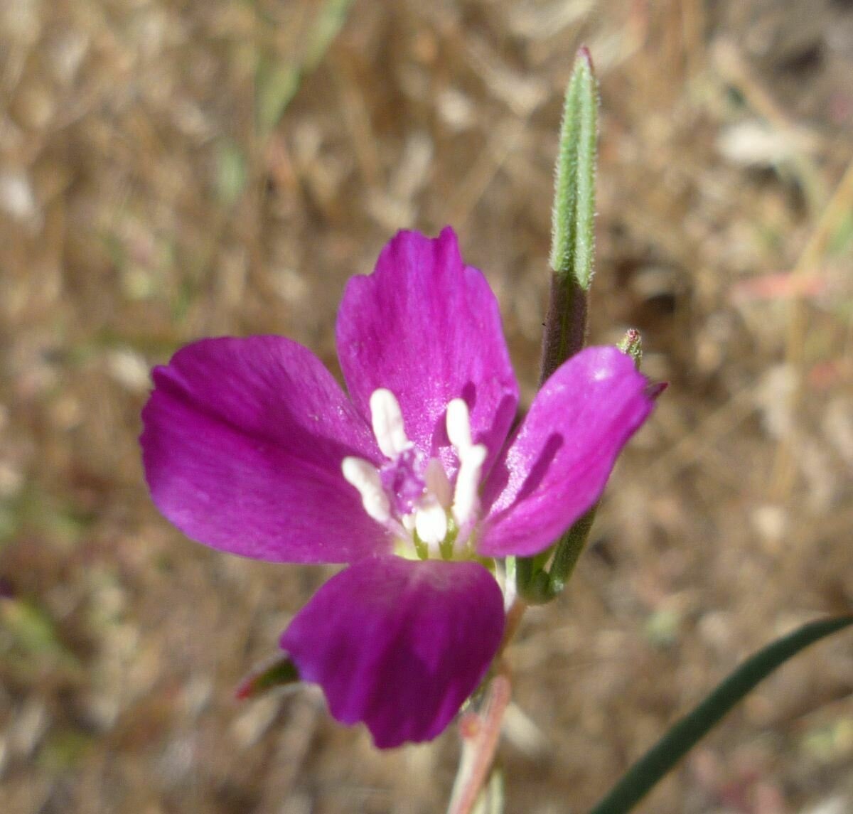 High Resolution Clarkia purpurea purpurea Flower